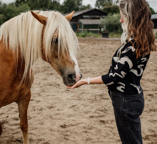 Coachpaard